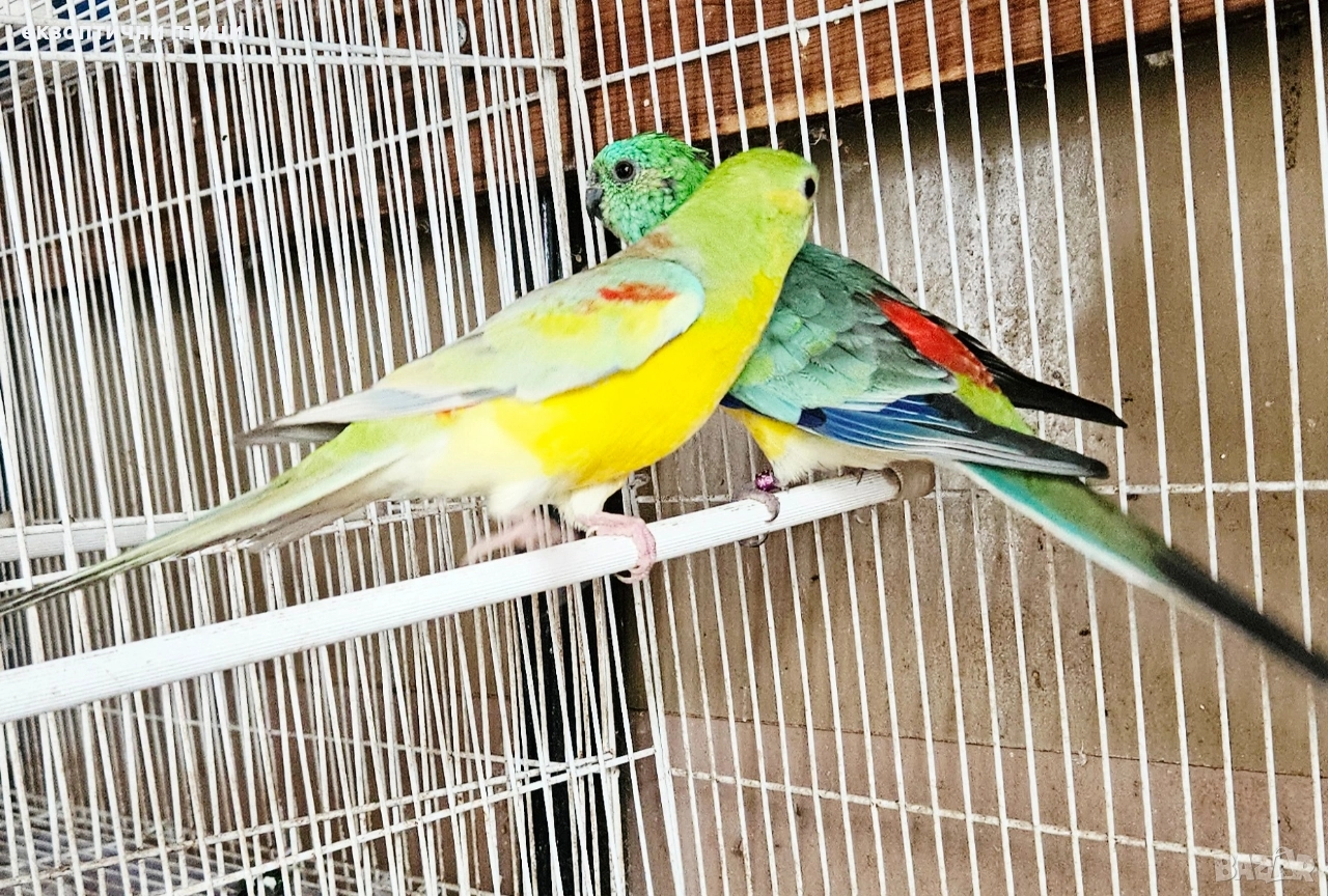 Продавам 3 двойки Пойни папагали , снимка 1