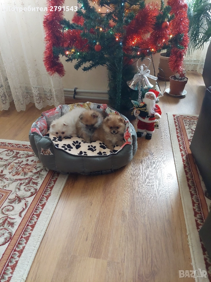 померан померанче , снимка 1