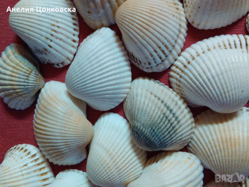 Миди за декорация, снимка 1