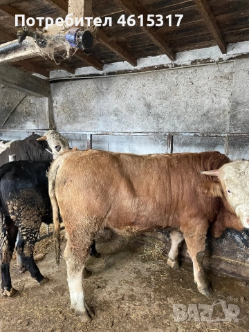 Продавам телета и телешко месо