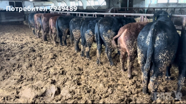 Месодайни телета