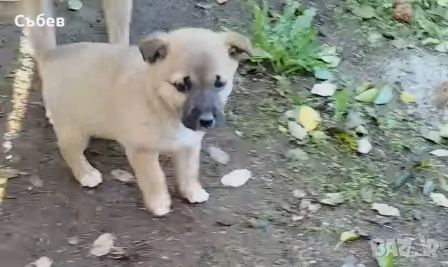 кученца търсят осиновители