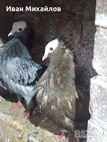 Индийски моки чифт 2025, снимка 2 - Гълъби - 53471726