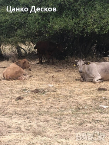 Стадо крави, снимка 11 - Крави - 51846249