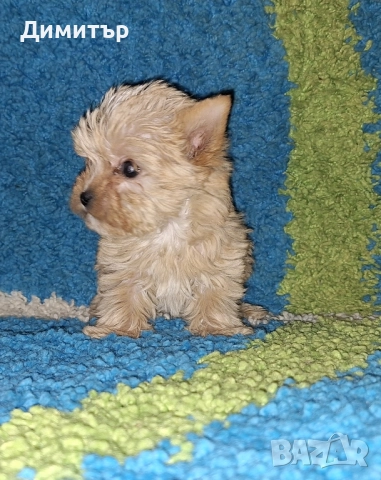 Йоркширски териер, снимка 3 - Йоркширски териер - 52534609