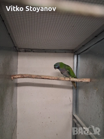 Голям Александър/Китайски Александър, снимка 8 - Папагали - 51324998