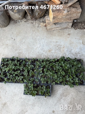 Разсад ягоди сорт Дели, снимка 6 - Разсади - 52770247