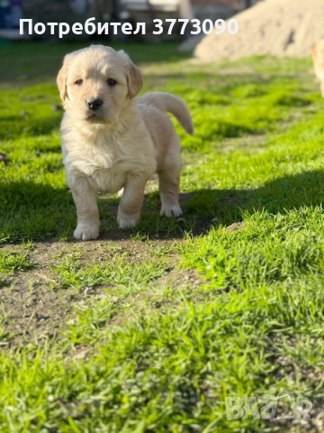 Голдън ретривър кученца , снимка 2 - Голдън ретривър - 52494293