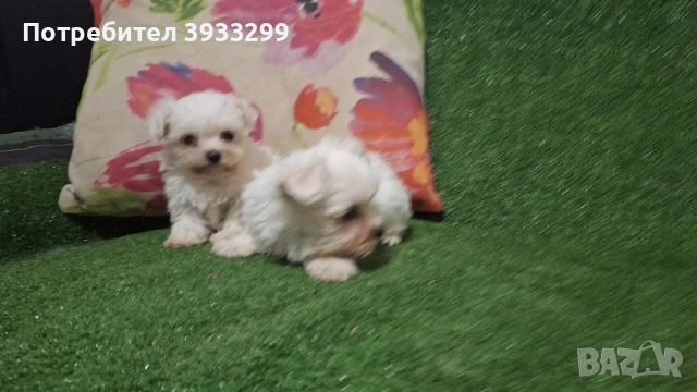 малтийска болонка мини болонки , снимка 2 - Болонка - 53410962