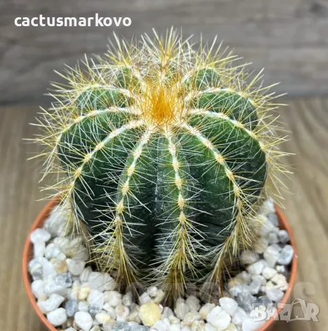 Notocactus magnificus