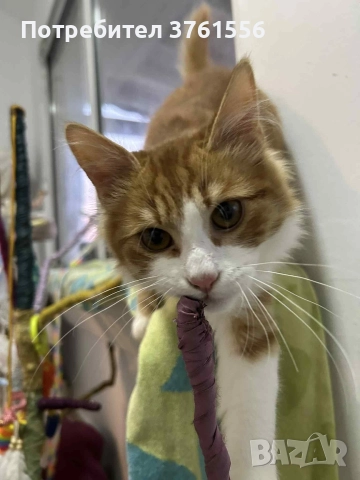 Подарявям Ангорско коте, снимка 13 - Ангорски - 52929199