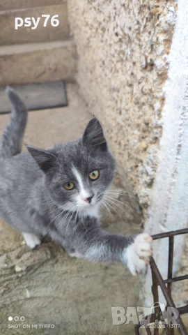 Сиво малко котенце си търси дом, снимка 10 - Други - 52860061