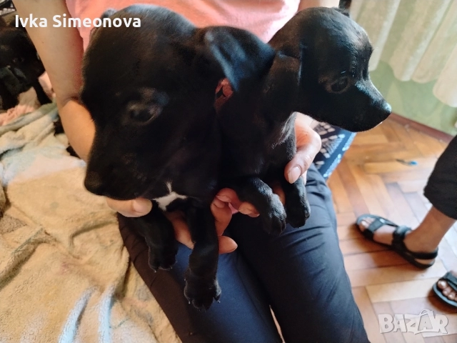 продавам сернист пинчер. 100 лева за едно, снимка 1