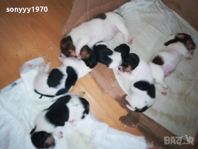 ДЖАК РЪСЕЛ БЕБЕТА-УНИКАЛНИ СЛАДУРИ 250ЛВ ЗА ЕДНО 0109251927, снимка 5 - Джак ръсел териер - 51570062