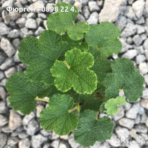 Пълзяща къпина Creeping Bramble, снимка 2 - Разсади - 48346799