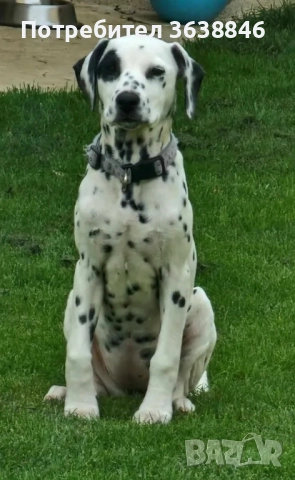 Далматинец, снимка 2 - Далматинец - 52060001