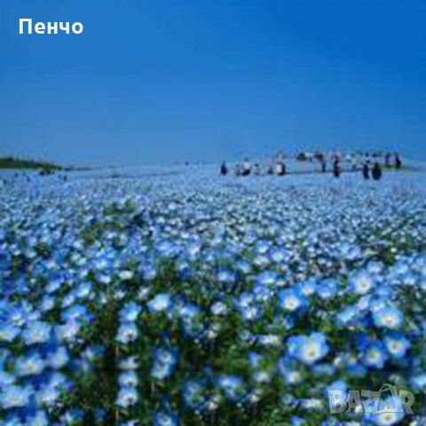100 бр редки семена от цвете цветя синя вечерна иглика лесни за засаждане в градината градински деко, снимка 4 - Стайни растения - 28091369