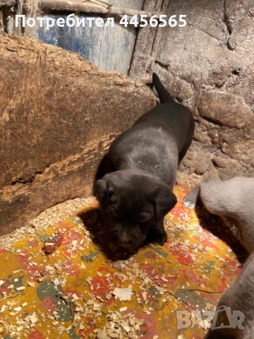 Кане Корсо , снимка 6 - Кане корсо - 52669282