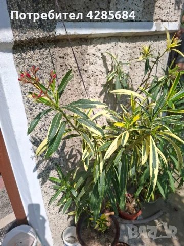 олеандър ,лян ,вариегатен, снимка 3 - Градински цветя и растения - 47810187