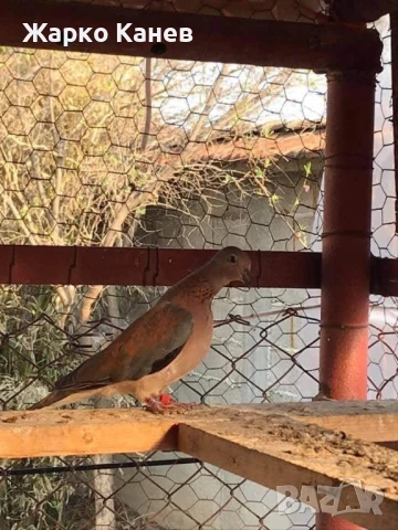 Сенегалски гургулици, снимка 1