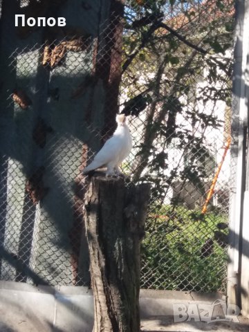 Продавам жълти кепета, снимка 7 - Гълъби - 34634779