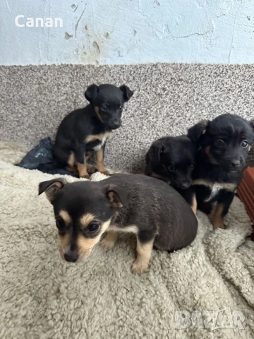 Пинчери, снимка 4 - Пинчер - 53287561