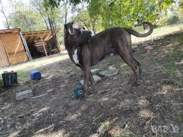 Кане корсо за разплод, снимка 4 - Търси партньор - 51972679