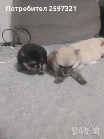 Померан, снимка 3 - Померан - 52435903
