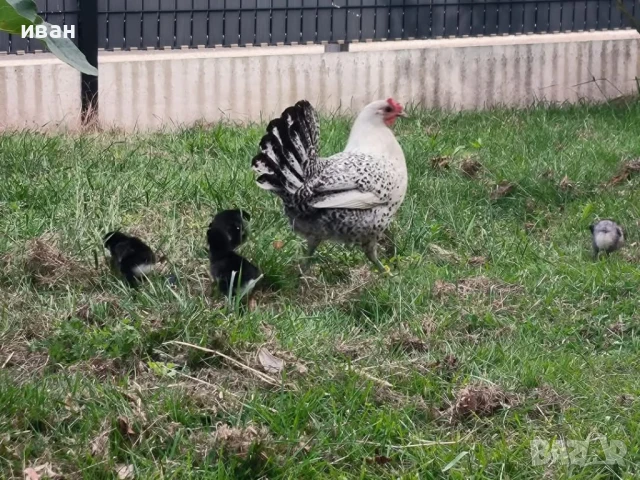 Свободни яйца от Сребърно Брезе Бантам -единствени в България вкарани в България лично от мен , снимка 8 - Кокошки и пуйки - 51155392