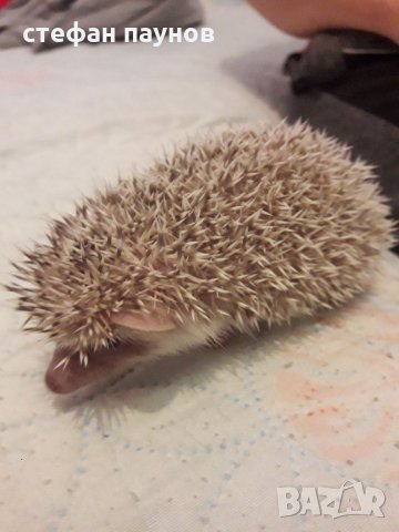 Мини таралежи, снимка 6 - Таралеж - 32989793