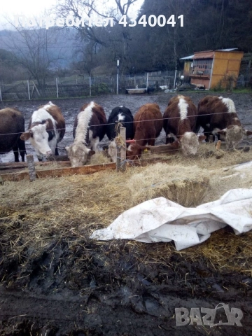 Телета , снимка 2 - Крави - 52697465