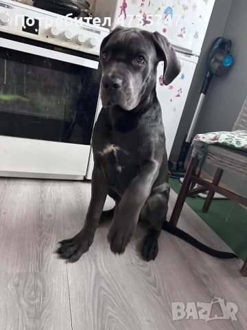 Кане Корсо, снимка 4 - Кане корсо - 53451261