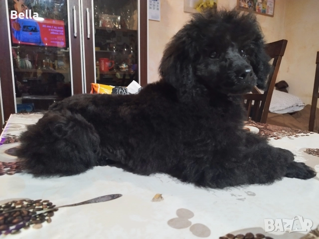 Мини пудел , снимка 5 - Пудели - 52981691