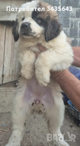 Санбернари-чистокръвни, снимка 1