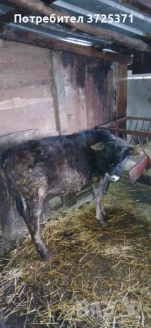 Продавам 2 бр телета 