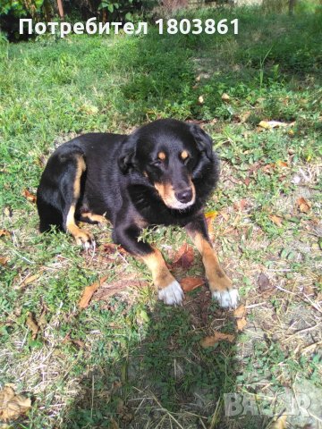 Подарявам уникално куче