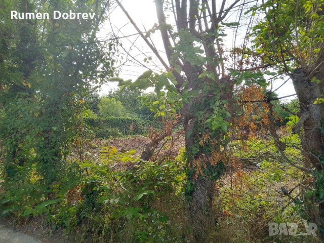 Почистване на парцели, дворове, снимка 6 - Други услуги - 43083253