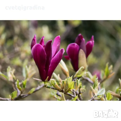 Magnolia Liliiflora Nigra-Магнолия Нигра, снимка 3 - Градински цветя и растения - 49084406