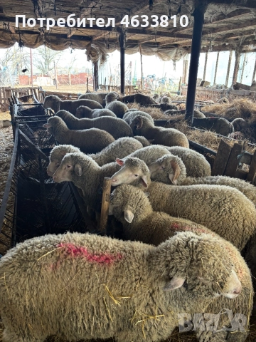Продавам агнета и овце 