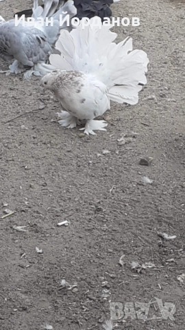 Гълъби Индийски Фенерлий, снимка 3 - Гълъби - 52275334