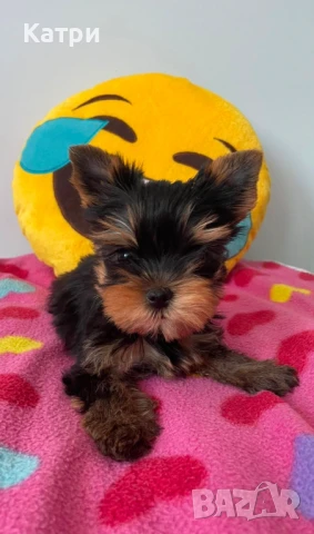 Йорки / Йоркширски териер, снимка 6 - Йоркширски териер - 48384249