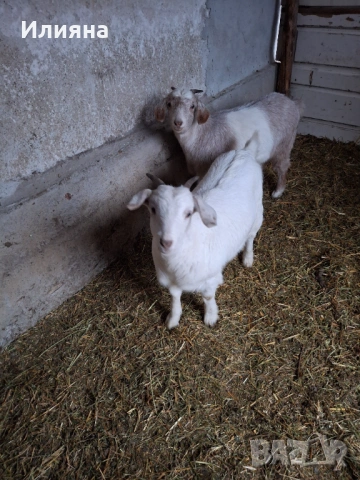 Продавам две женски ярета