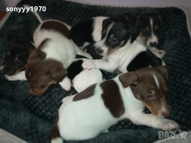 ДЖАК РЪСЕЛ ТЕРИЕР-БЕБЕТА//ВИДИН 2609252206, снимка 5 - Джак ръсел териер - 51851833