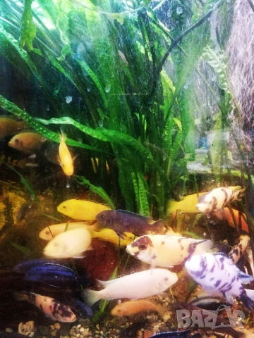 Продавам растения Пистия и други, снимка 8 - Други - 53020473