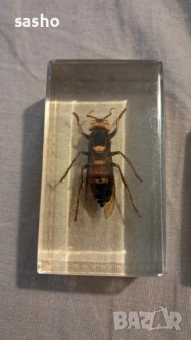 прерарирани насекоми , снимка 2 - Филателия - 52313841
