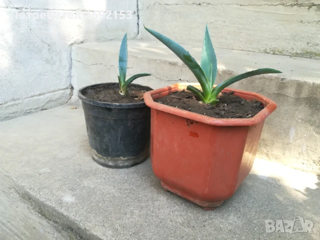 Агаве, снимка 5 - Градински цветя и растения - 51233404