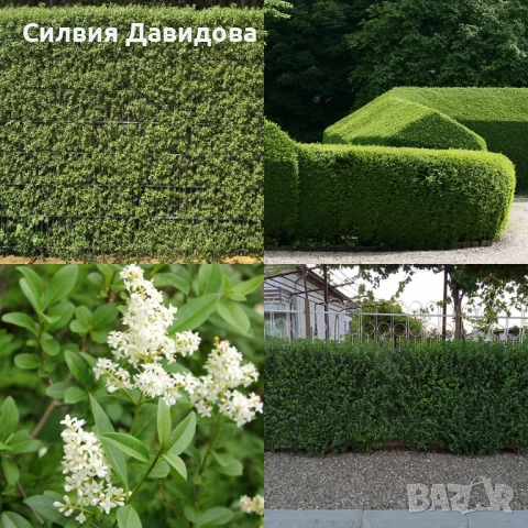 0.70 лв. Лигуструм на корен