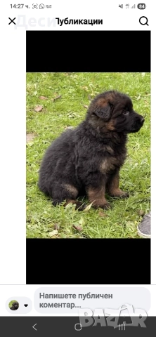 немска овчарка, снимка 2 - Немска овчарка - 52863905