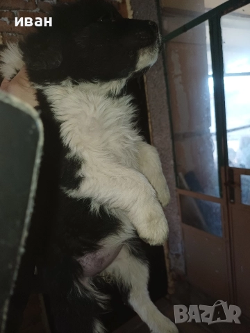 бок каракачанка, снимка 3 - Каракачанска овчарка - 52941882