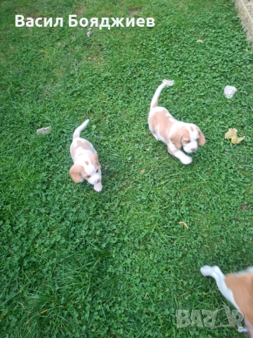 Бигъл ,Чистокръвни лимонени бигълчета , снимка 1